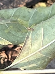 Prenolepis imparis