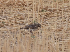 Alaudala rufescens