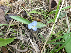 Commelina diffusa