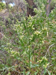 Baccharis salicina