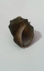 Acanthais triangularis