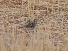 Alaudala rufescens