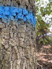 Fraxinus americana