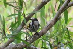 Phylidonyris niger