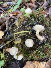 Suillus placidus