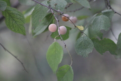 Prunus mexicana