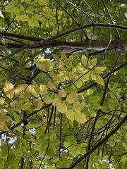 Fraxinus americana