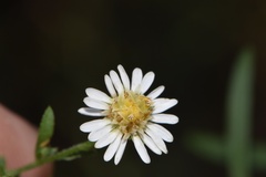 Symphyotrichum lateriflorum