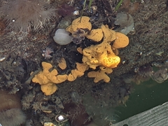 Botrylloides violaceus