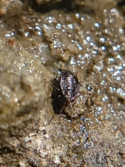 Saldidae