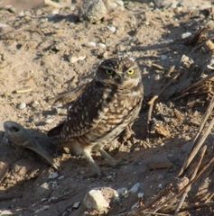 Athene cunicularia hypugaea
