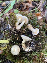 Suillus placidus