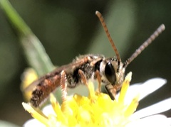 Lasioglossum zephyrus