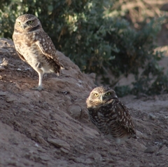 Athene cunicularia hypugaea