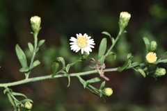 Symphyotrichum lateriflorum