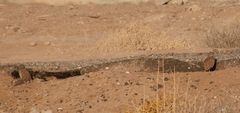 Athene cunicularia hypugaea