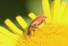 Anthocomus rufus