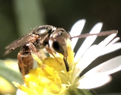 Lasioglossum zephyrus