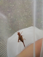 Arachnocephalus vestitus