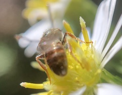 Lasioglossum zephyrus