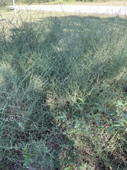 Symphyotrichum lateriflorum