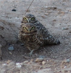 Athene cunicularia hypugaea
