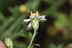 Symphyotrichum lateriflorum