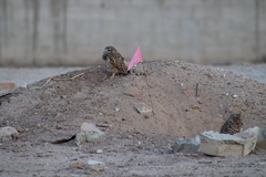 Athene cunicularia hypugaea