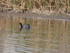 Fulica rufifrons