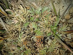 Potentilla hippiana