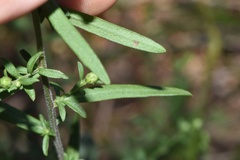 Symphyotrichum lateriflorum