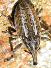 Larinus ursus