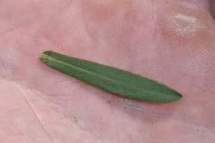 Symphyotrichum lateriflorum