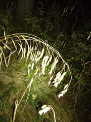 Bromus ciliatus