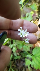 Boykinia occidentalis