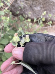 Abutilon abutiloides