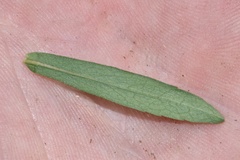 Symphyotrichum lateriflorum