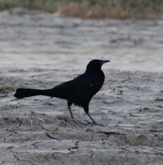 Quiscalus mexicanus