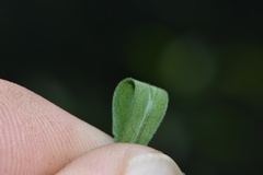 Symphyotrichum lateriflorum