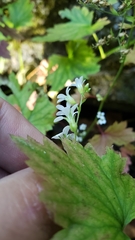 Boykinia occidentalis