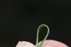 Symphyotrichum lateriflorum