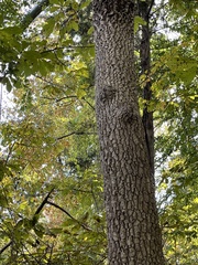 Fraxinus americana
