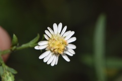 Symphyotrichum lateriflorum