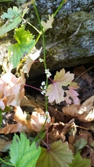 Boykinia occidentalis