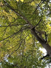 Fraxinus americana