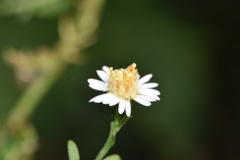Symphyotrichum lateriflorum