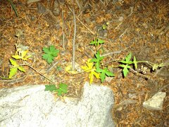 Geranium richardsonii