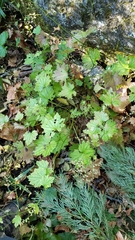 Boykinia occidentalis