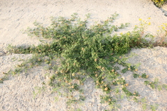 Glycyrrhiza echinata