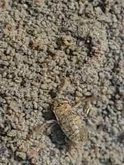 Corixidae